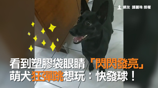 看到塑膠袋眼睛「閃閃發亮」  萌犬狂彈跳想玩：快發球！