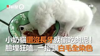 小奶貓還沒長牙就偷吃肉泥！臉埋狂嗑...一抬頭白毛全染色