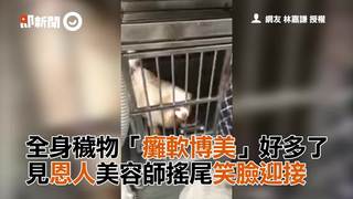 全身穢物「癱軟博美」好多了　見恩人美容師搖尾笑臉迎接