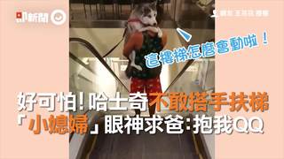 好可怕！哈士奇不敢搭手扶梯　「小媳婦」眼神求爸：抱我QQ