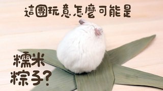 《倉鼠人》這團玩意怎麼可能是糯米粽子
