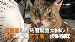 虎斑貓收到馬麻驚喜太開心！　舌頭掛嘴邊忘記收：傻眼貓咪
