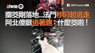 擲筊剛落地...法鬥秒叼起逃走　阿北傻眼追著跑：什麼筊啦！