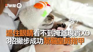 遮住眼睛看不到掩蓋現實XD　3招撇步成功幫貓皇剪指甲