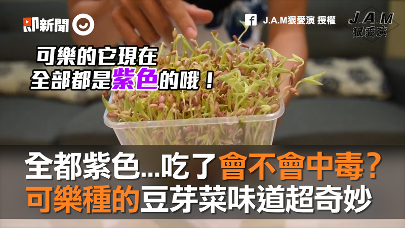 全都紫色 吃了會不會中毒 可樂栽種豆芽菜味道超奇妙 播吧boba Ettoday新聞雲