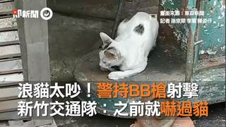 浪貓太吵！警持BB槍射擊　新竹交通隊：之前就嚇過貓