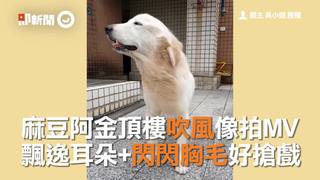 麻豆阿金頂樓吹風像拍MV　飄逸耳朵+閃閃胸毛好搶戲