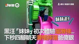 黑汪「妹妹」初次體驗溜滑梯...下秒四腳朝天滑稽摔落爸傻眼