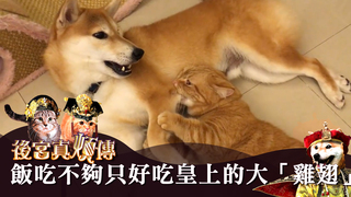 柴可兔斯貓-飯吃不夠...只好吃皇上的大「雞翅」