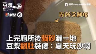 上完廁所後貓砂灑一地　豆漿翻肚裝傻：夏天玩沙啊