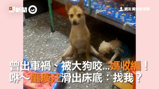 曾出車禍、被大狗咬...媽收編！　咻～癱瘓汪滑出床底：找我？
