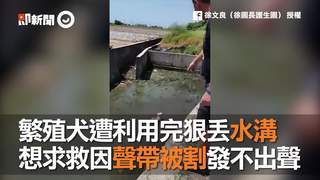 繁殖犬遭利用完狠丟水溝　想求救因聲帶被割發不出聲