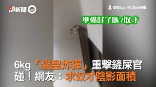 6kg「貓皇炸彈」重擊鏟屎官-碰！網友：求奴才陰影面積