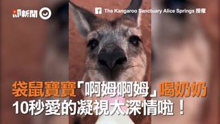 袋鼠寶寶「啊姆啊姆」喝奶奶　10秒愛的凝視太深情啦！