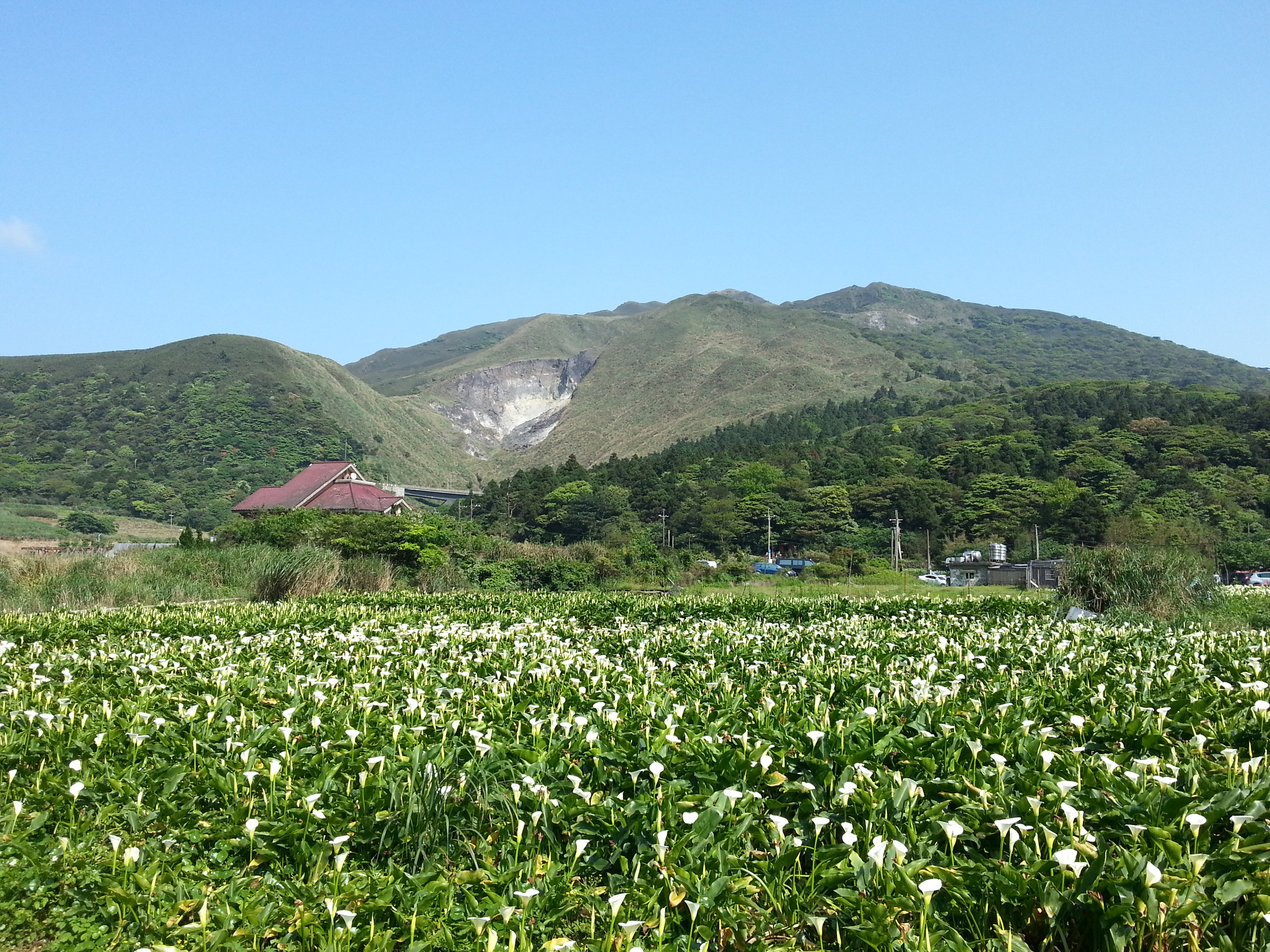 竹子湖溪的海芋花海。（圖／台北市政府工務局大地工程處提供）