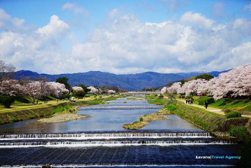 京都花見景點 鴨川河畔水色映襯粉嫩 櫻花海 Ettoday旅遊雲 Ettoday新聞雲