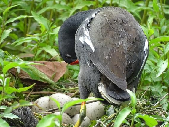 榕树学堂讯/红冠水鸡与它的7颗蛋