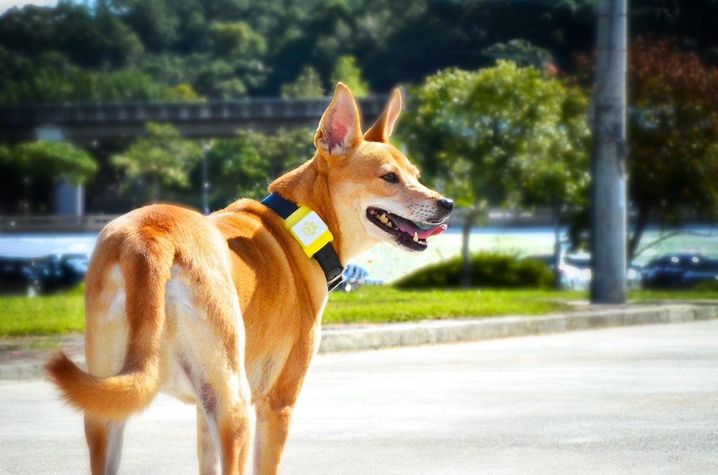 監控寵物健康與防走失 Lucky 智慧項圈在台上市 Ettoday寵物雲 Ettoday新聞雲