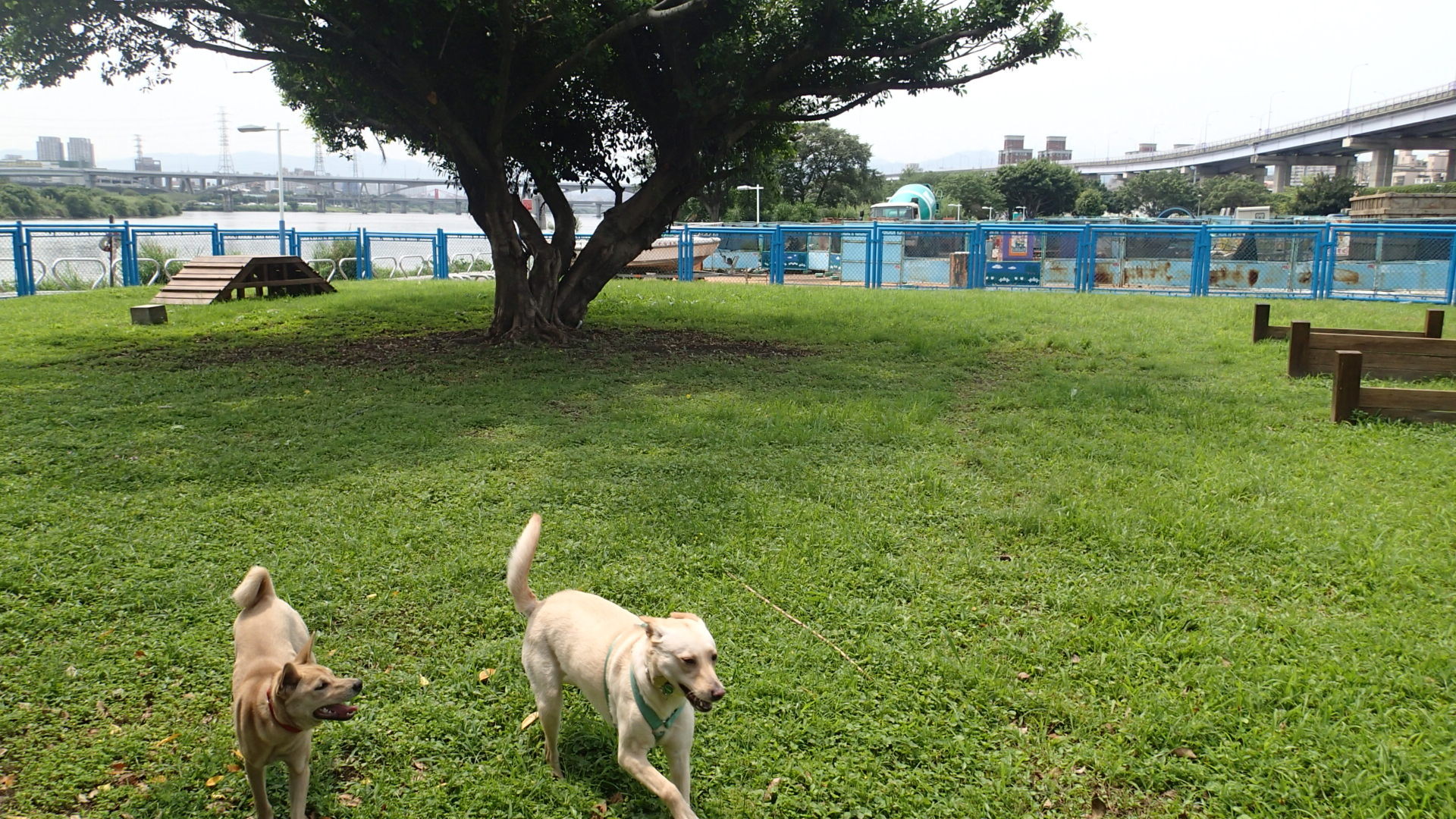 毛小孩新樂園 板橋華江河濱寵物公園啟用 Ettoday寵物雲 Ettoday新聞雲 毛小孩新樂園 板橋華江河濱寵物公園啟用 Ettoday寵物雲 Ettoday新聞雲