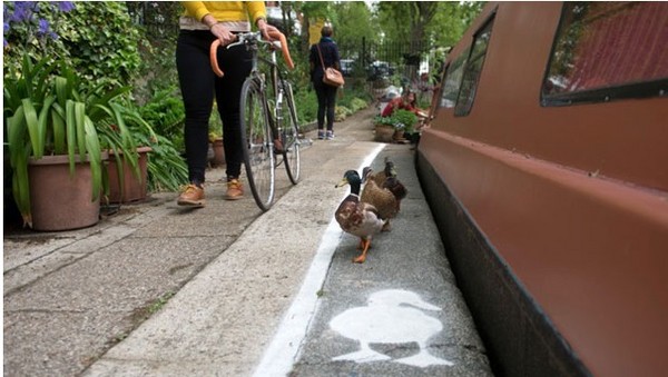 ▲英國慈善機構打造小鴨專用道，藉此喚醒民眾用路禮儀。（圖／「運河與河流基金」官方網站）