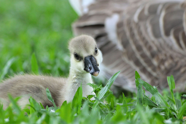 國際生物多樣性日　大湖公園「鵝家族」被通報進收容所（圖／溫芳玲攝影）