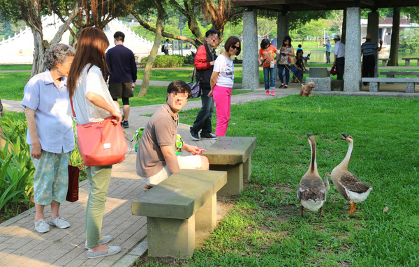 大湖公園，小孩與民眾過度接近鵝家族，讓鵝爸媽產生保護鵝寶寶行為。（圖／溫芳玲攝影）