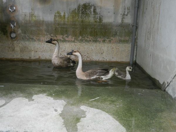 大湖公園「鵝家族」被抓報進收容所，暫時安置在動保處的兩棲池。（圖／台北市動保處提供）