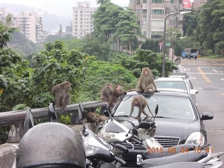 北投台灣獼猴佔據社區居民汽機車（圖／台北市政府動保處）