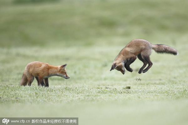小狐狸練習狩獵技巧。會不會痛啊？（圖／Kamenski Solent News Photo Agency UK／CFP）