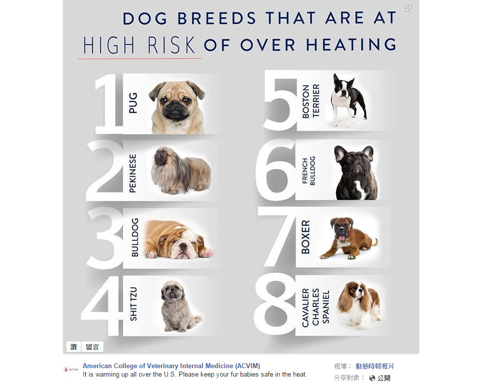 ▲美國獸醫內科學院公佈8大容易中暑犬種。（圖／翻攝自ACVIM粉絲團）