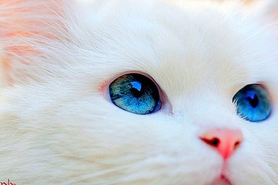 藍眼白貓的女神魅力　牠在眼裡藏了全宇宙