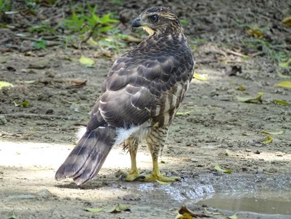 榕树学堂讯/凤头苍鹰幼鸟洗澡秀