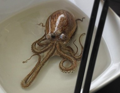 看得到卻吃不到的章魚…3D藝術騙到你了吧