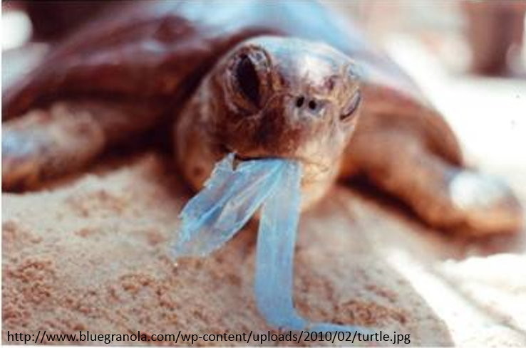 沒有妥善處理的塑膠垃圾，可能會殺死一隻鯨豚（圖／中華鯨豚協會）