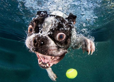 欸我的球啊！狗狗一入水中…表情變怪物了