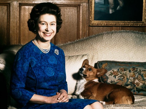 不希望死後留下牠　英國伊莉莎白女王不養新的柯基犬了（圖／animalfair／people.com／huffingtonpost）