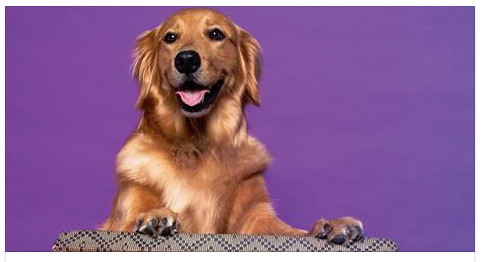 ▲狗狗、貓貓是人類位親近朋友。(圖/翻攝自臉書)