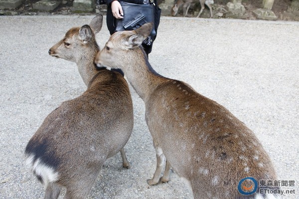 奈良餵鹿須知，遊客餵鹿（圖／記者蔡玟君攝）
