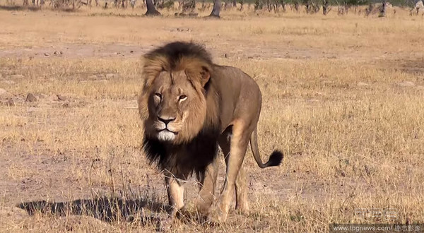 射殺「辛巴威獅子王」塞西爾（Cecil），黑心牙醫成全球公敵！（圖／達志影像）