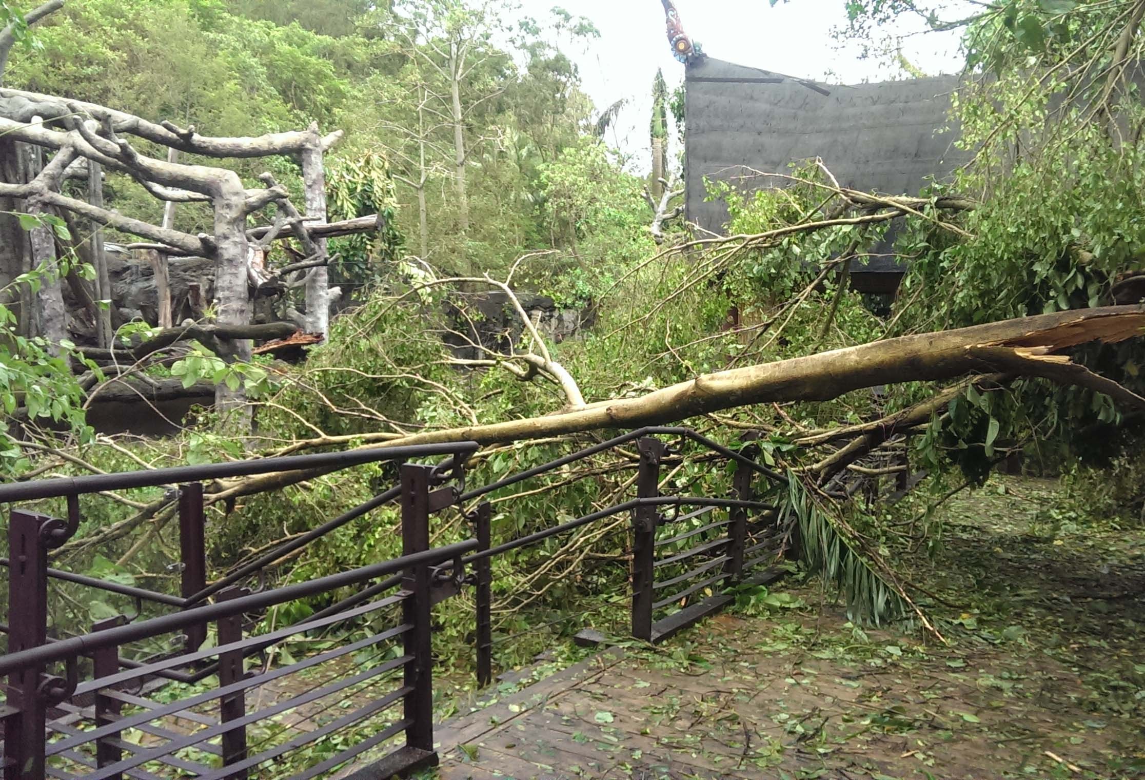 颱風過後，動物園全員出動清掃園區。（圖／台北市立動物園提供）
