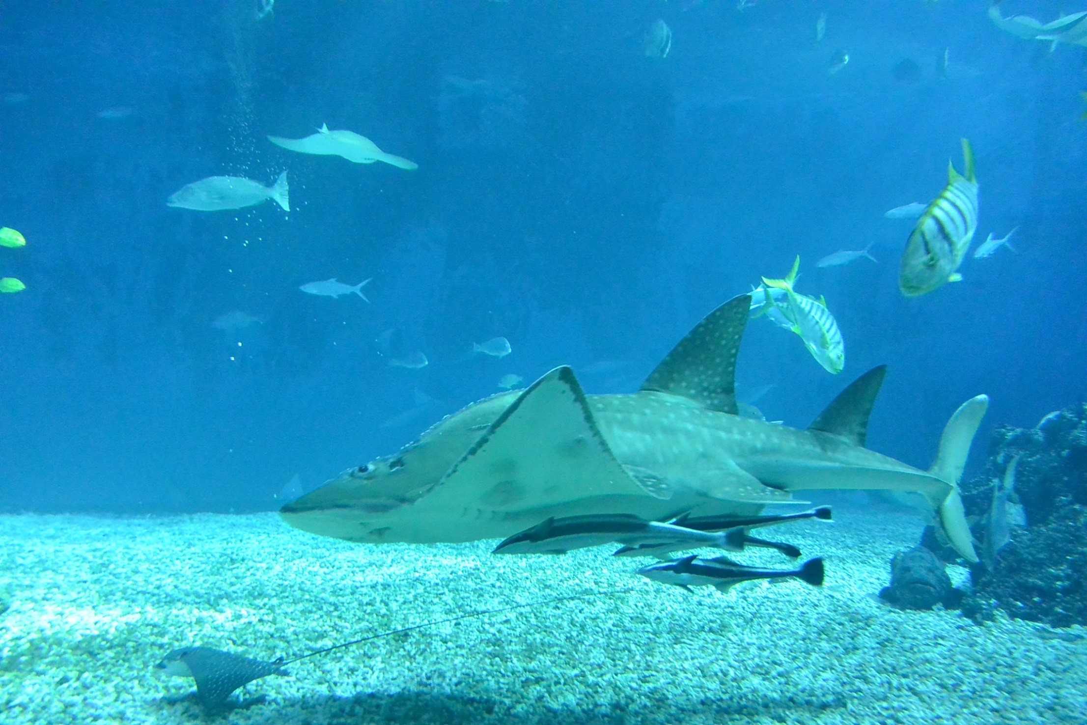 不吃身旁小魚 他懷疑 海生館鯊魚吃素 網神解釋釣出專業真相 Ettoday生活新聞 Ettoday新聞雲