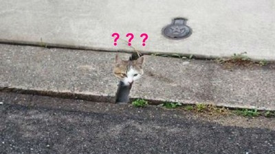 地遁忍者貓…你確定頭真的不是卡住了嗎？