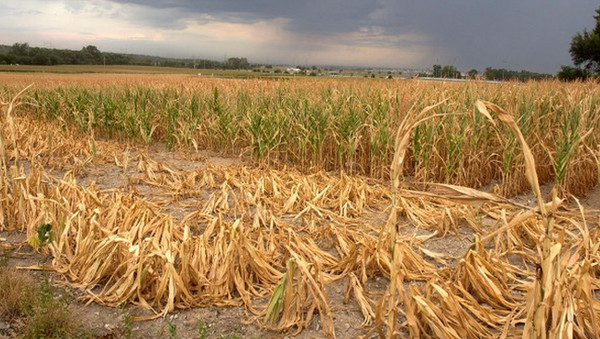 ▲極端氣候將導致更頻繁的食物短缺現象。（圖／翻攝自Science /AAAS）