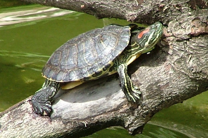 巴西龜的個性其實很兇悍(取自維基百科)