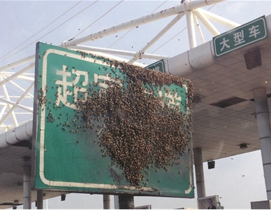 ▲成群的蜜蜂停在路牌上。（圖／翻攝自揚子晚報）