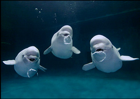 ▲3隻白鯨一起吐泡泡圈的逗趣瞬間。（圖／翻攝自Hiroya Minakuchi官網）