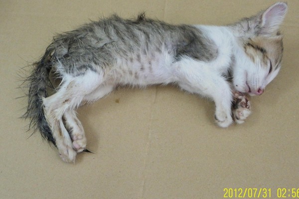 家中搜出死亡小猫 台北出现虐猫魔人?