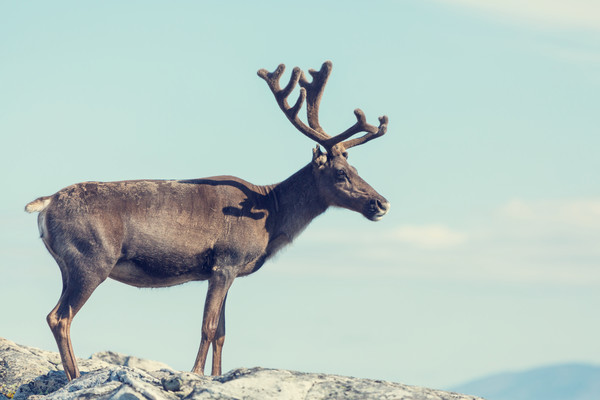 ▲只能到風大的山頂防蚊了。（圖／達志示意圖）
