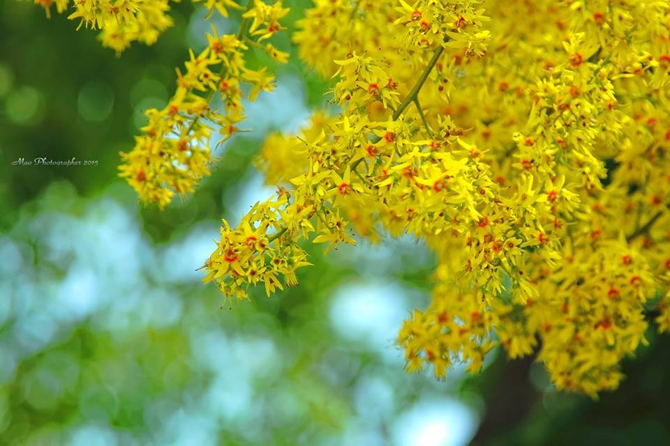 台灣欒樹開花了滿街都是黃金雨 Ettoday旅遊雲 Ettoday新聞雲