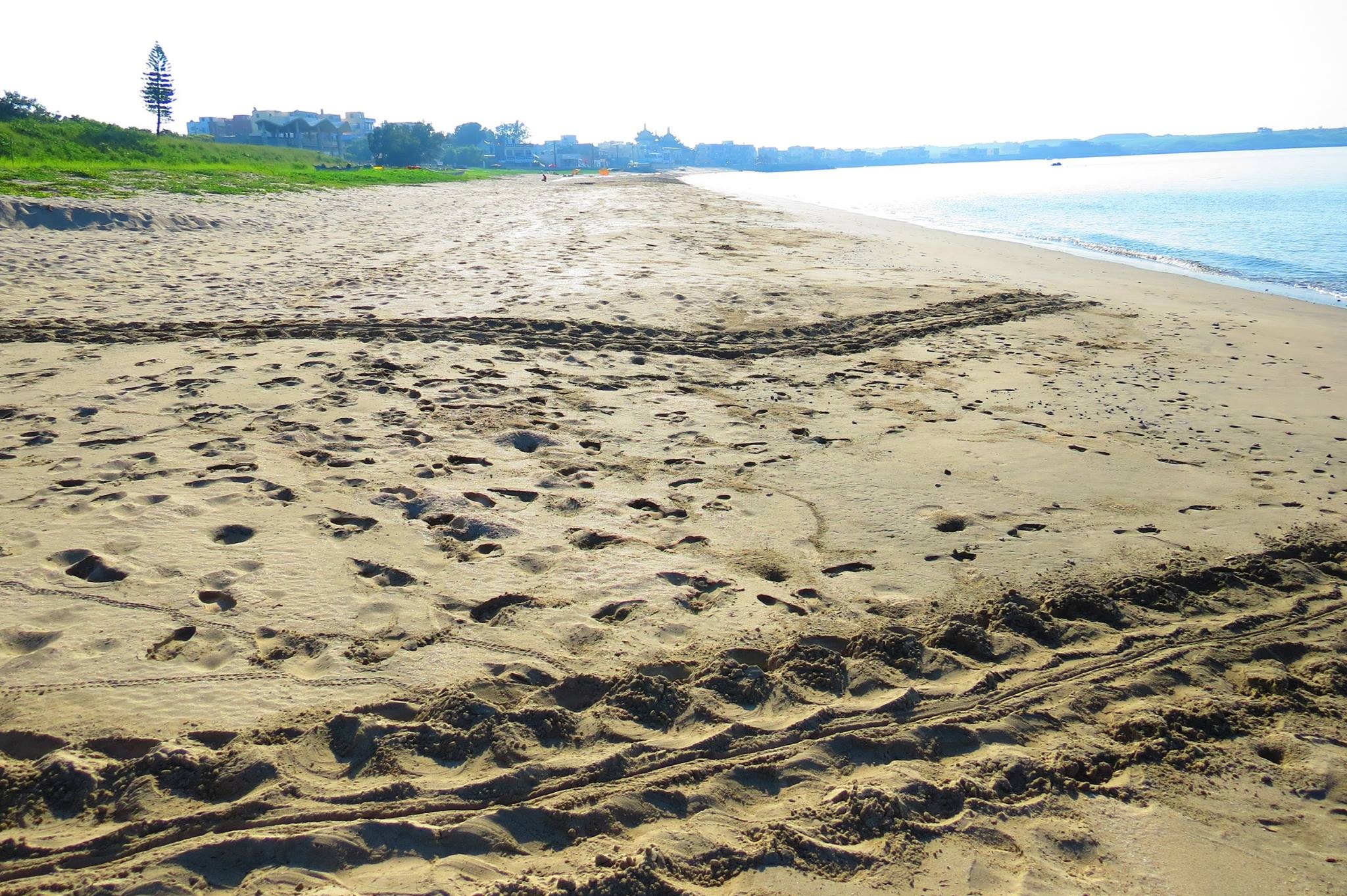 驚喜 嵵裡沙灘又有綠蠵龜上岸 Ettoday旅遊雲 Ettoday新聞雲